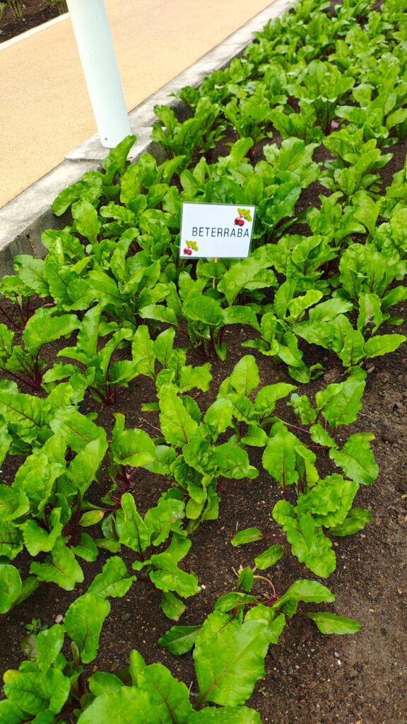 Fotografia de uma plantação pequena de beterrabas. Ao centro, há uma placa branca com desenhos de beterrabas com a escrita "beterraba". Fim da descrição. 